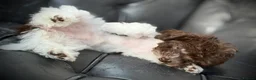 Toy Poodle dogs for sale: ❣️🐾 Last 2 REDUCED Asian Poodle Puppies! 🐾❣️ - Advert 9