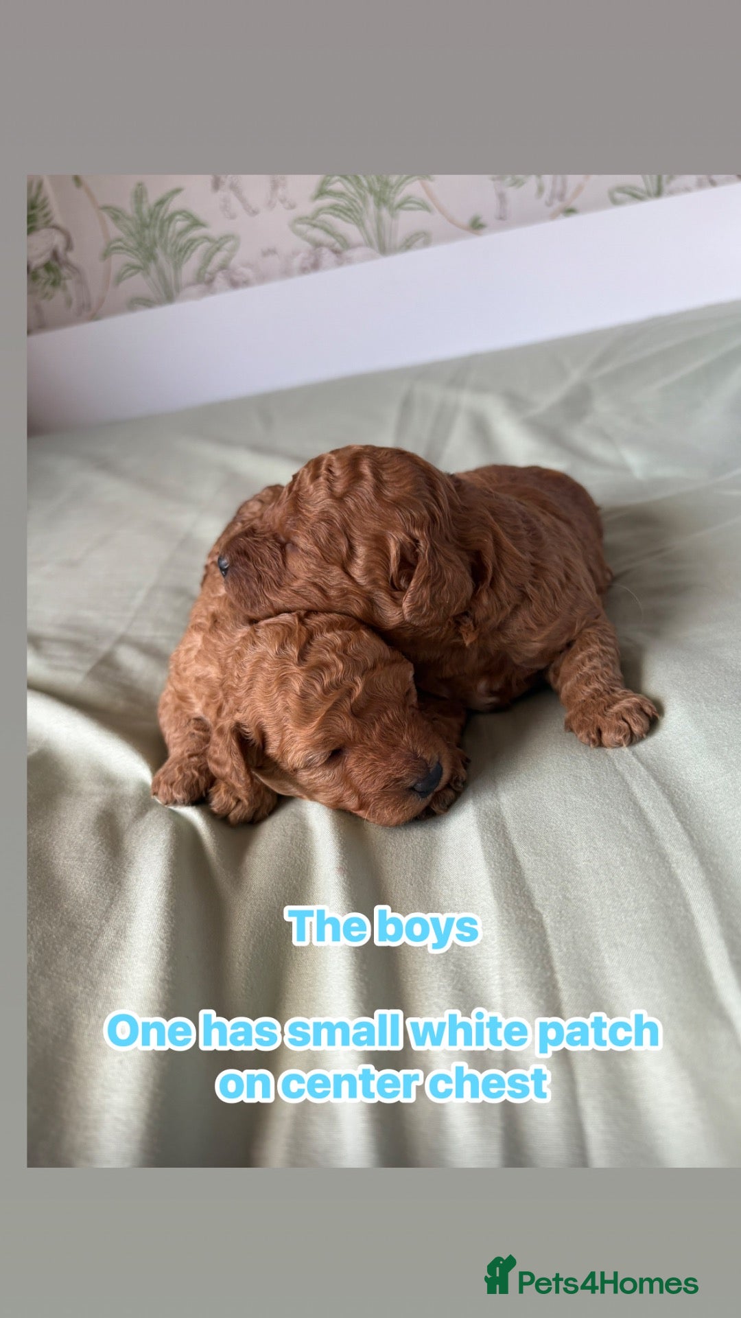 Cavapoo dogs Only 1 beautiful boy left  - Advert 17