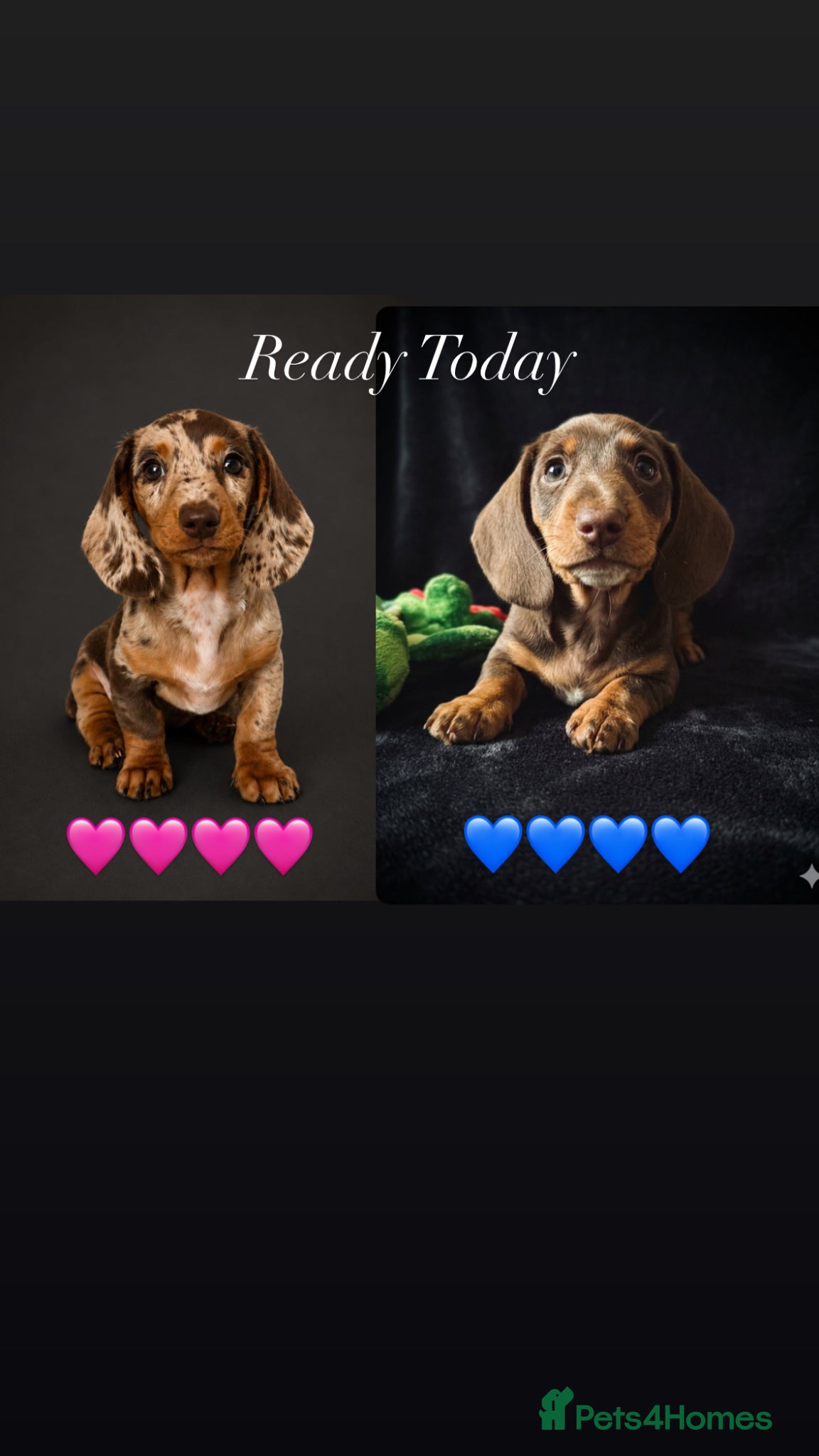 Miniature Dachshund dogs READY NOW MINI DACHSHUND SERIOUS BUYERS ONLY  - Advert 3