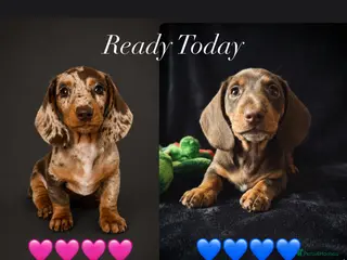 Miniature Dachshund dogs READY NOW MINI DACHSHUND SERIOUS BUYERS ONLY - Advert 3