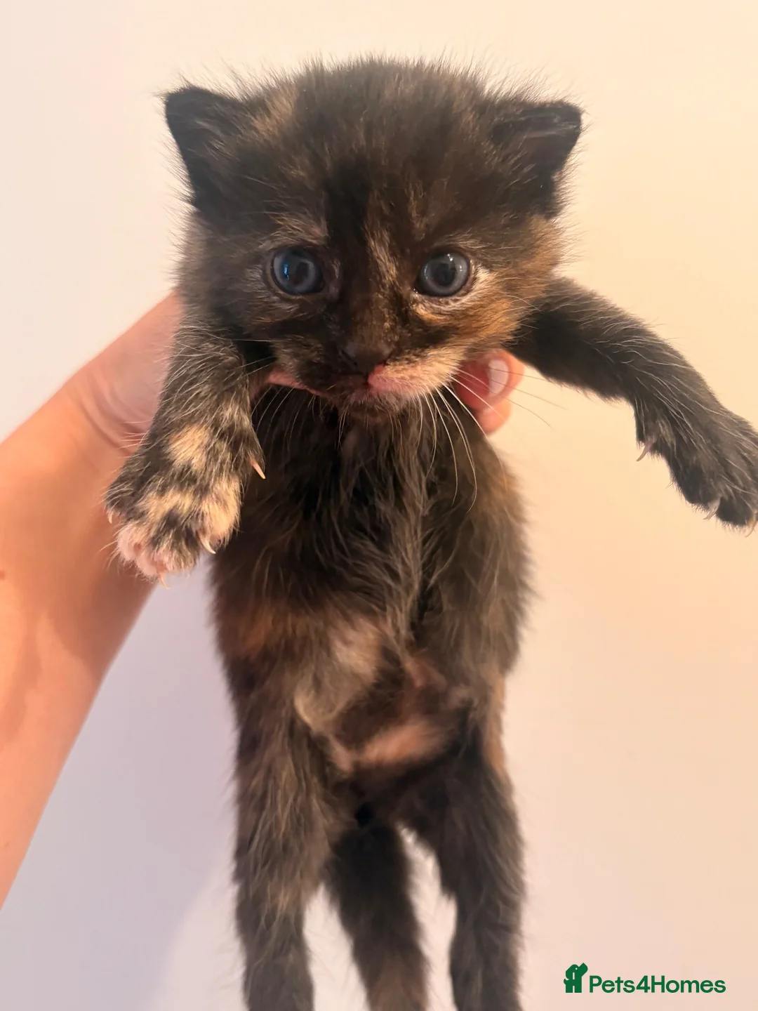 Mixed Breed cats for sale: Gorgeous kittens  - Advert 6