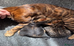 Bengal cats for sale: Bengal kittens Pure just born - Image 4