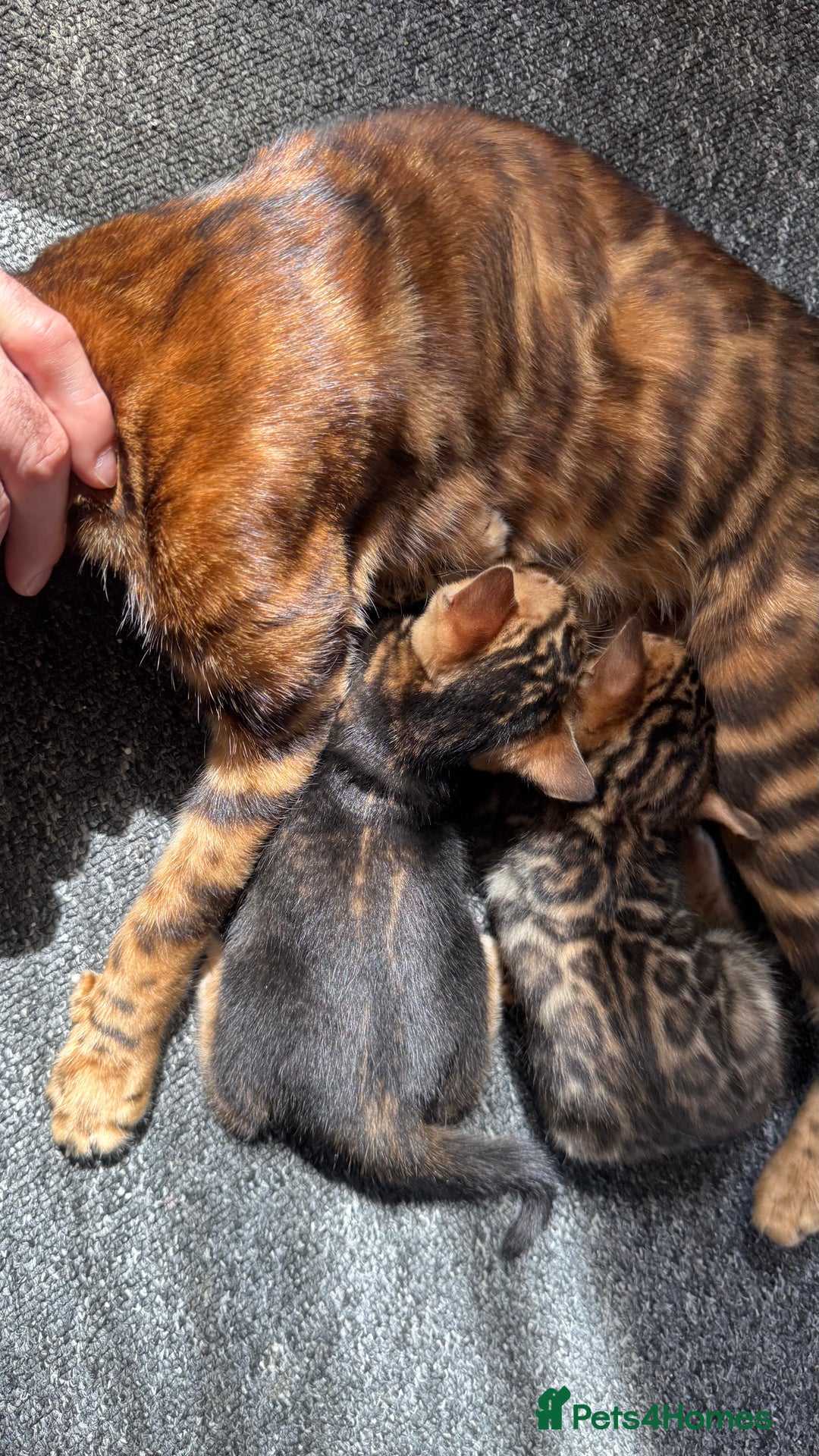Bengal cats for sale: Bengal kittens Pure just born - Image 4