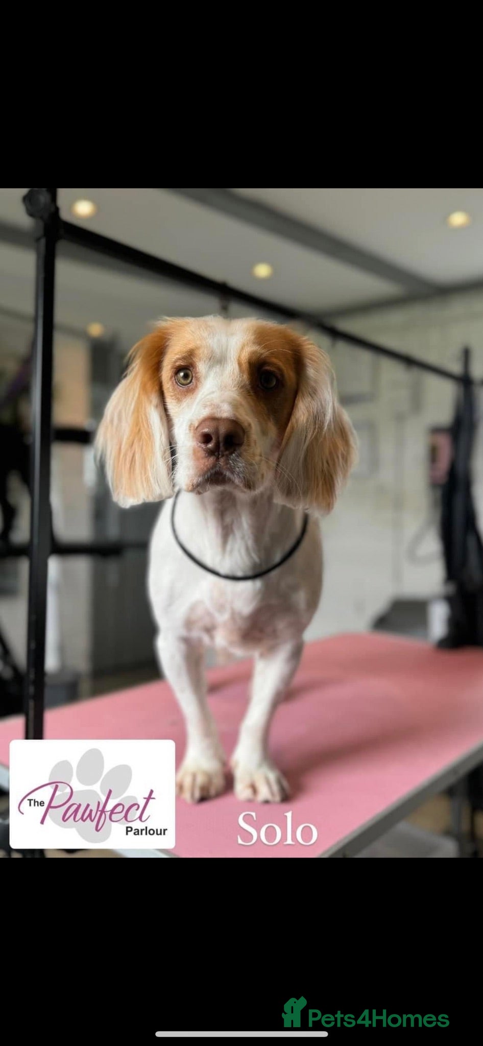 Cocker Spaniel dogs For stud  - Advert 1