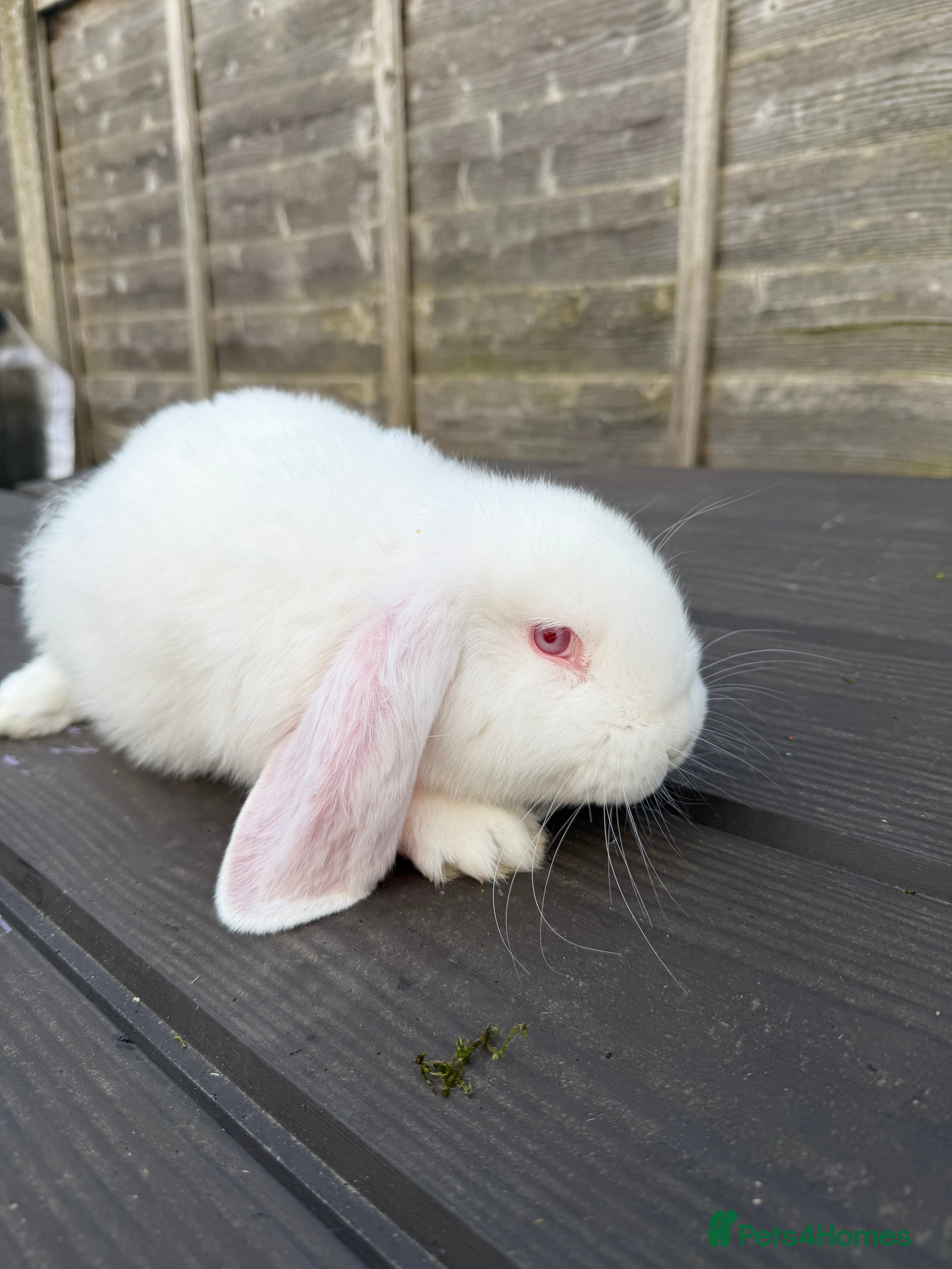 French Lop rabbits French lops  - Advert 2