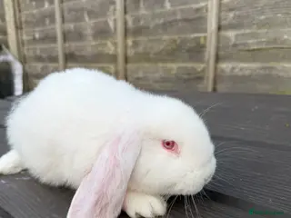 French Lop rabbits French lops - Advert 2