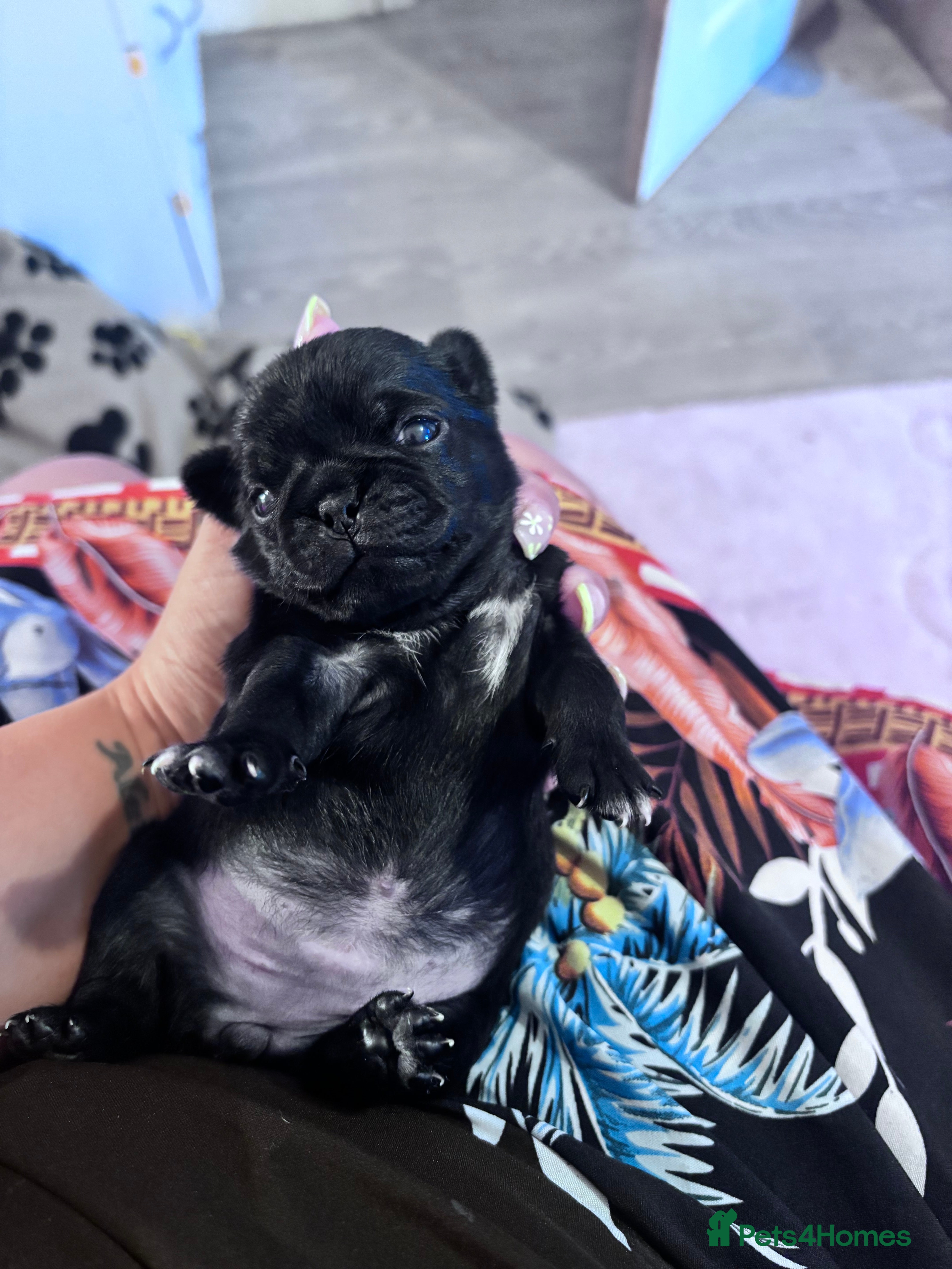 Pug dogs KC registered black pug puppies - Advert 2