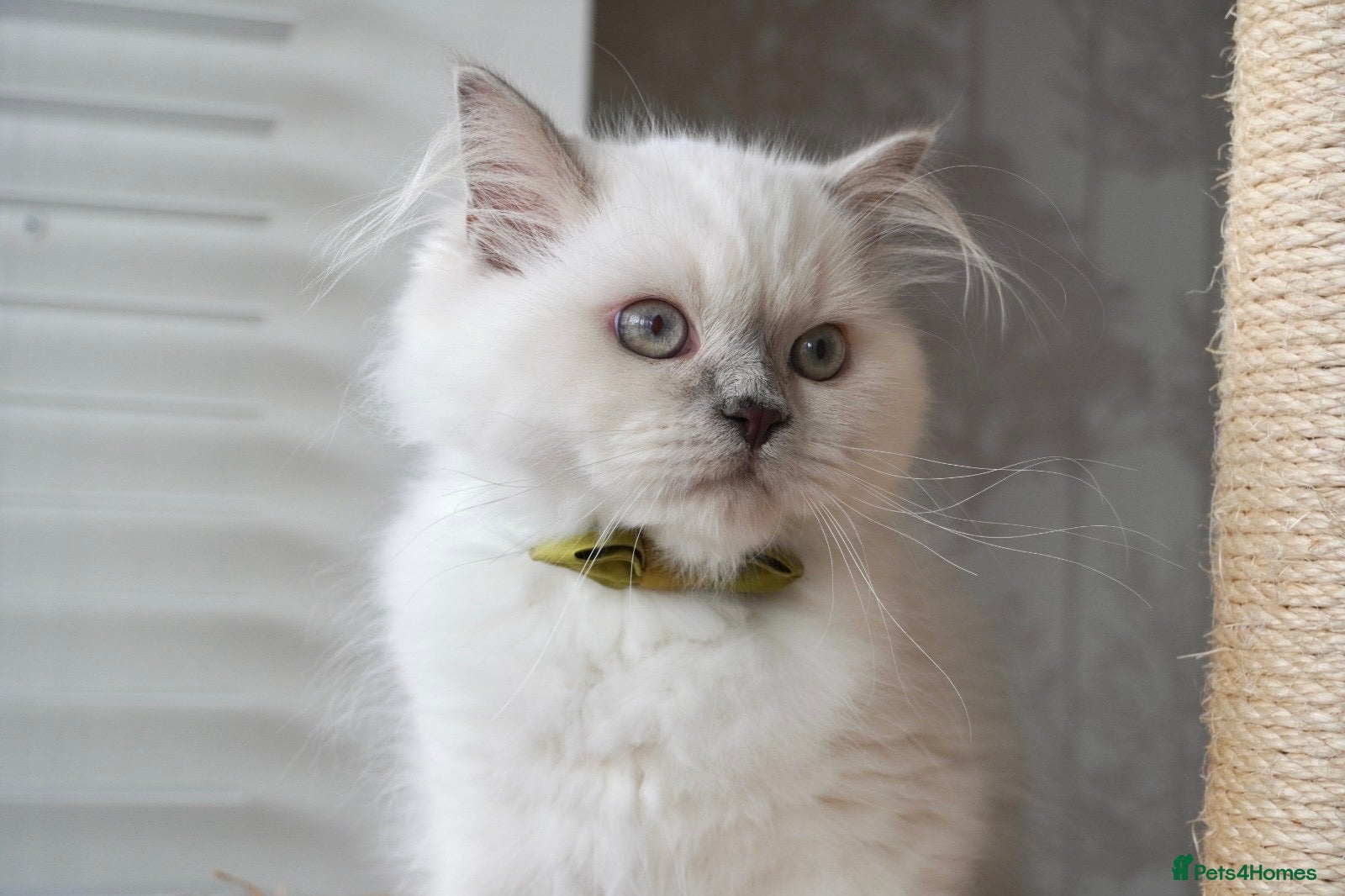 Scottish Fold cats 👑Beautiful Scottish Straight👑 - Advert 8