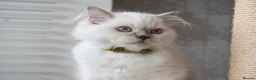 Scottish Fold cats for sale: 👑Beautiful Scottish Straight👑 - Advert 1