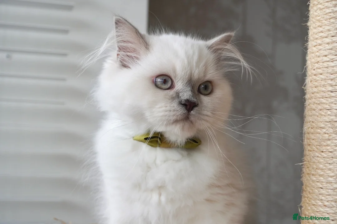 Scottish Fold cats for sale: 👑Beautiful Scottish Straight👑 - Advert 1
