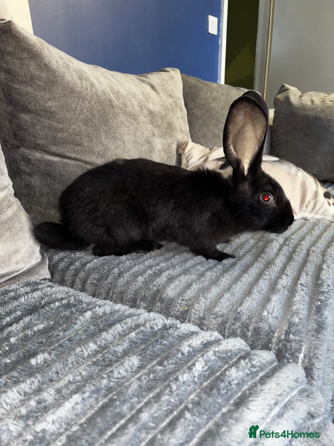 Continental Giant rabbits for sale: 1 LEFT GERMAN GIANTS(continentals)  - Advert 1