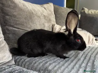 Continental Giant rabbits 1 LEFT GERMAN GIANTS(continentals) - Advert 8