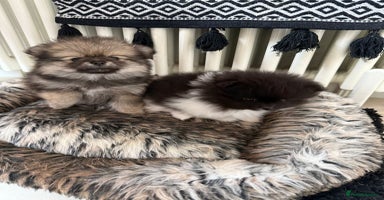 Pomeranian dogs - Advert 13