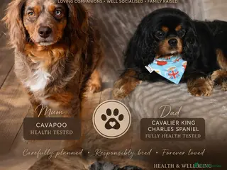 Cavapoo dogs Health Tested Cavapoo Puppies - Advert 9