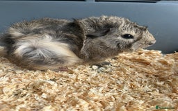 Guinea Pig rodents for sale: 3 Gorgeous Male Guinea Pigs  - Image 2