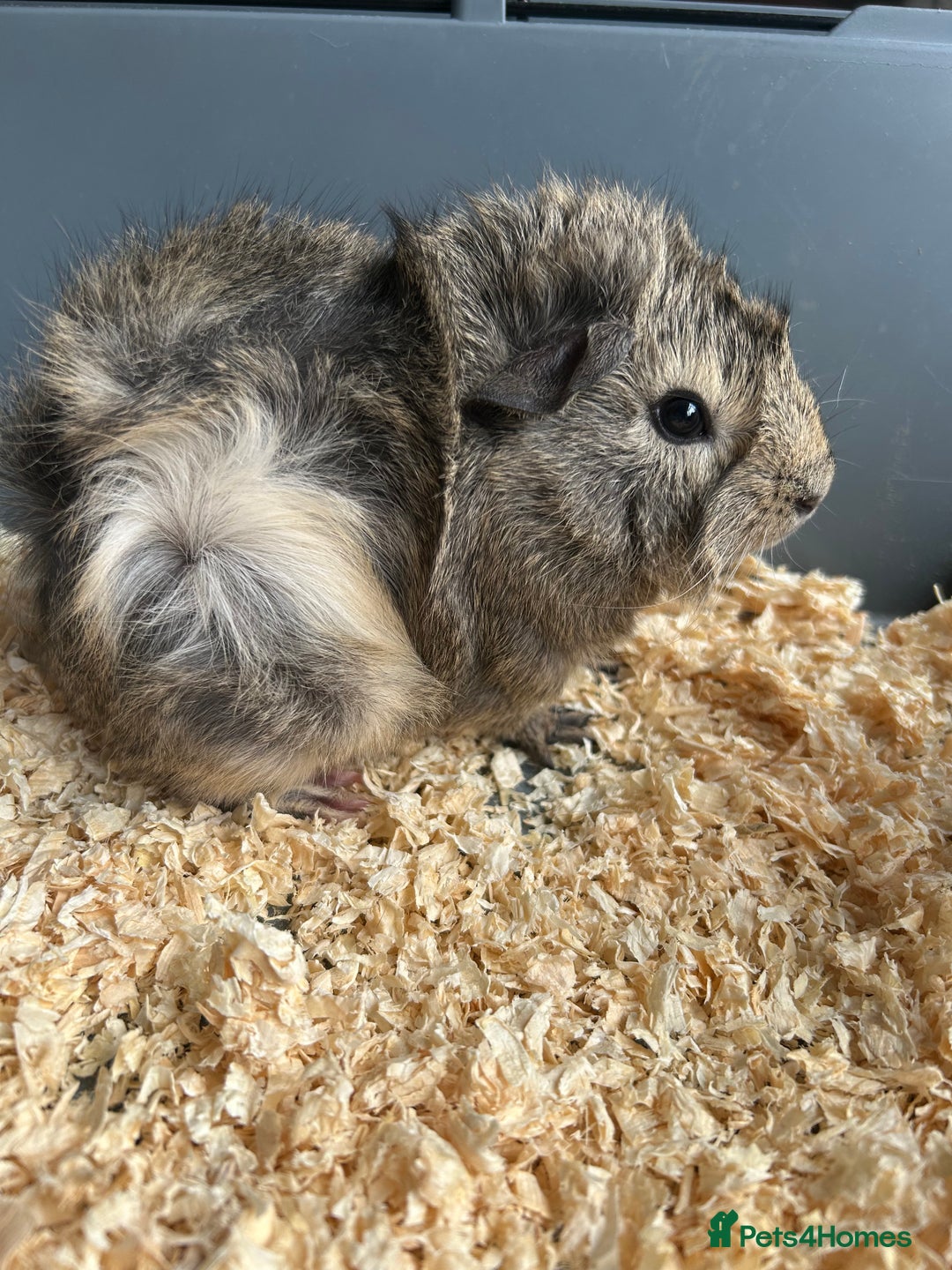 Guinea Pig rodents for sale: 3 Gorgeous Male Guinea Pigs  - Image 2