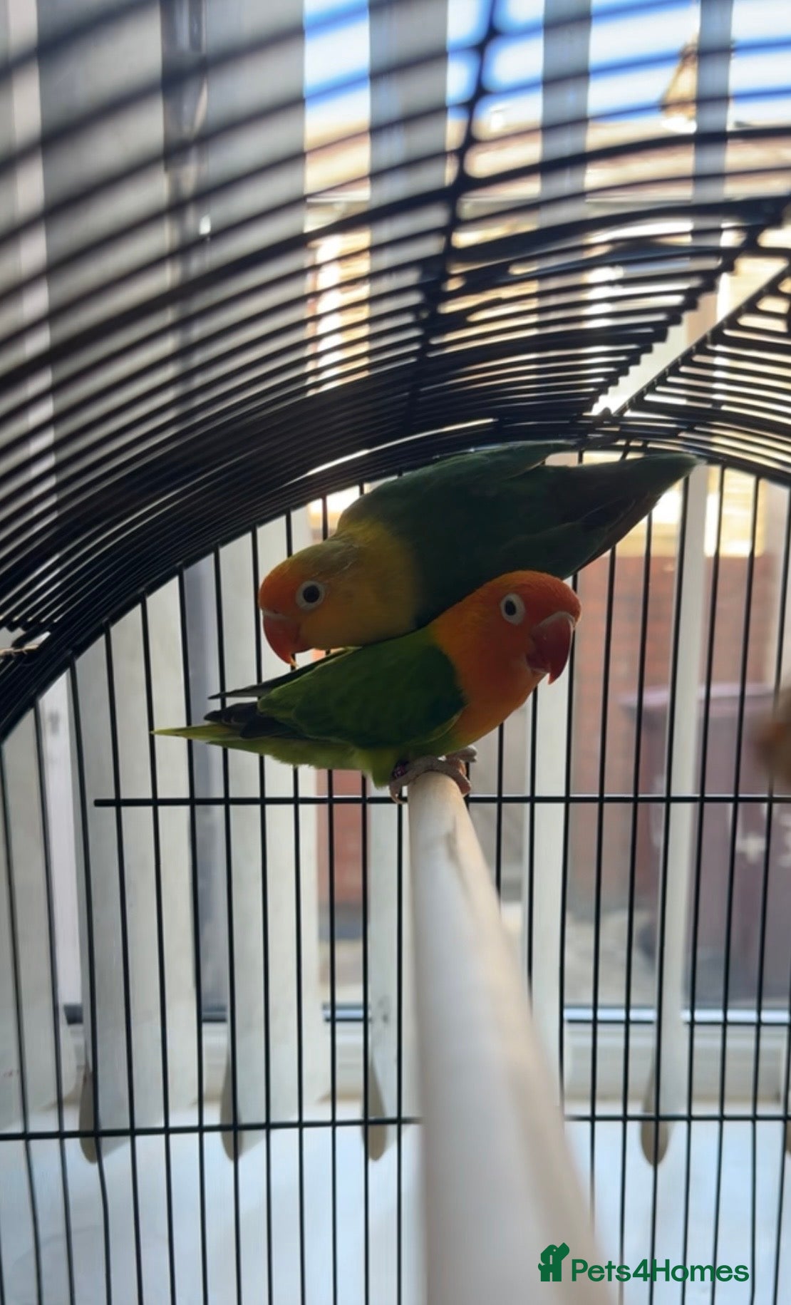 Lovebirds birds Lovely pair of love birds - Advert 1