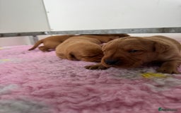 Labrador Retriever dogs for sale: Ready to leave, KC Labrador litter, boys & girls  - Image 11