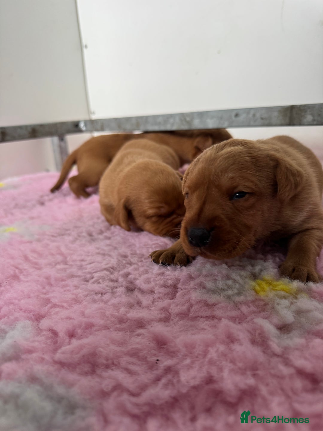 Labrador Retriever dogs for sale: Ready to leave, KC Labrador litter, boys & girls  - Image 11