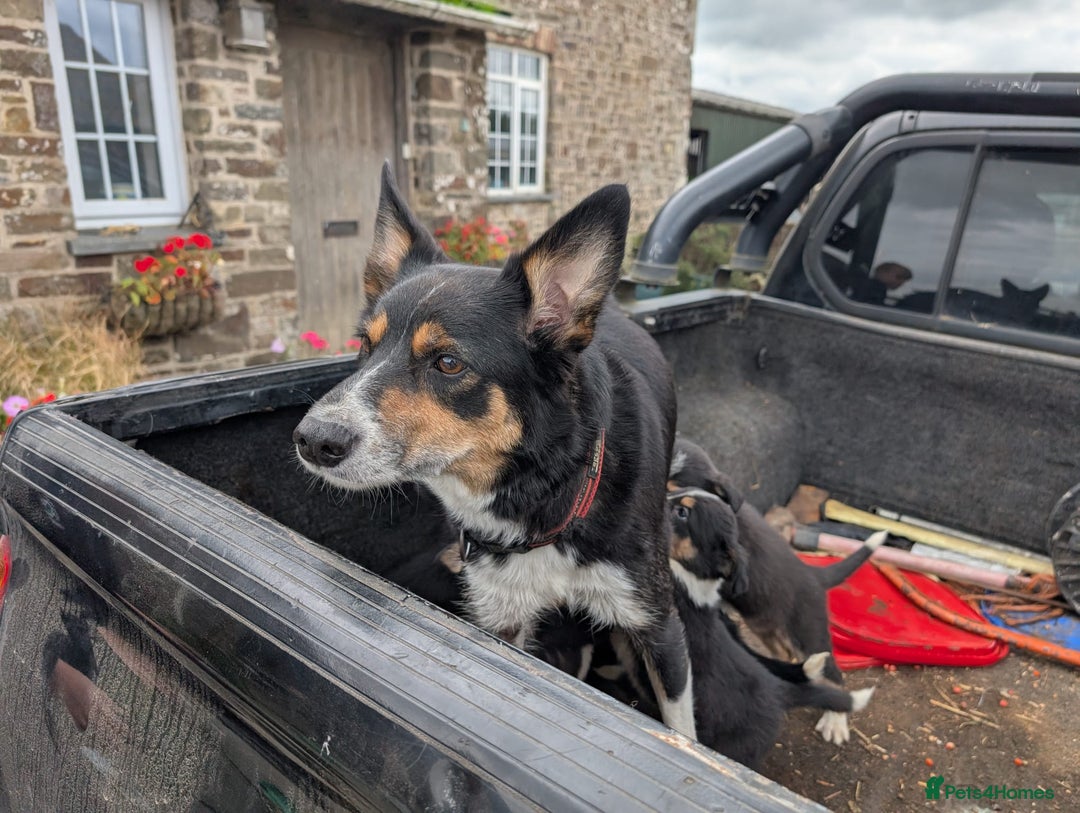 Border Collie dogs for sale: Cracking Working Collie Puppies For Sale  - Image 4