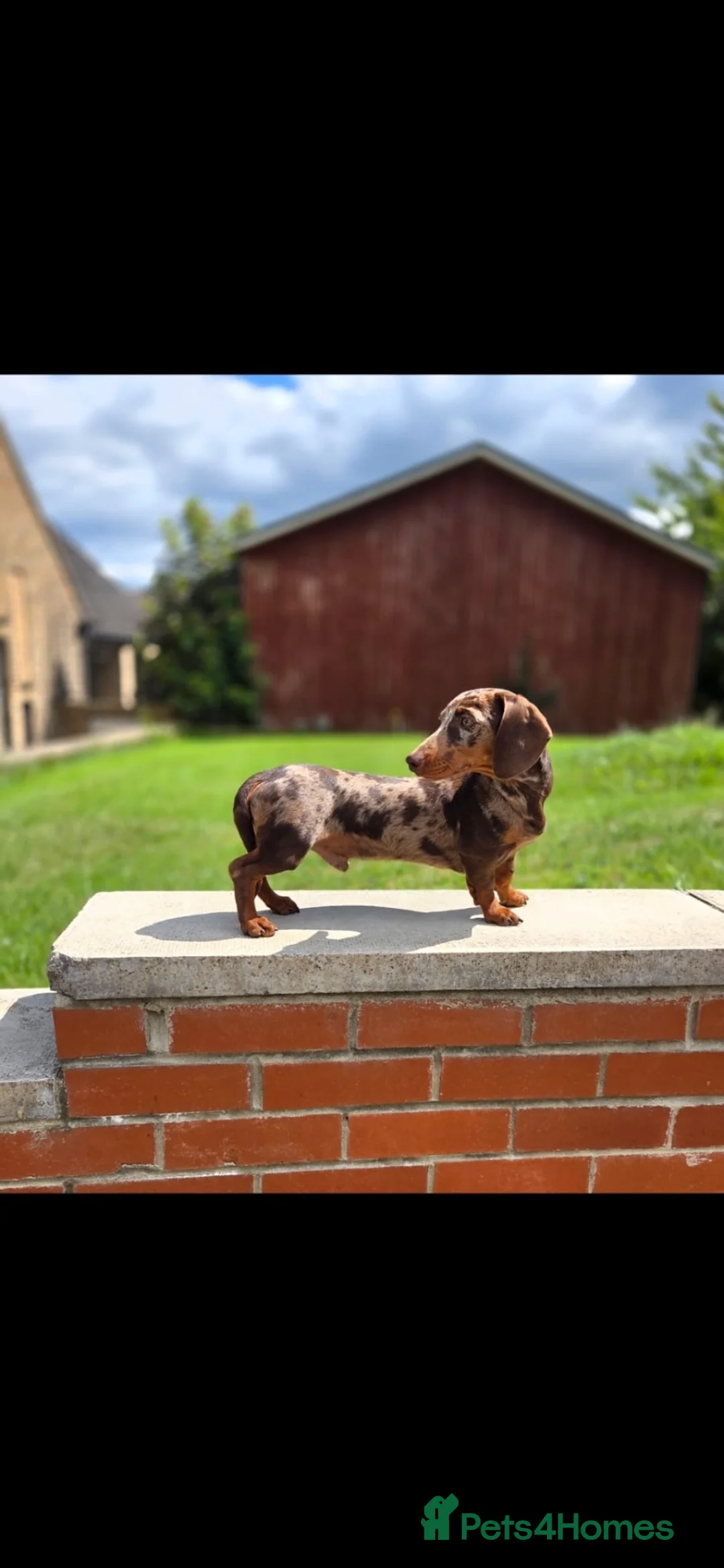 Miniature Dachshund dogs for sale: KC Miniature Dachshund Smooth haired in Castleford - Advert 29