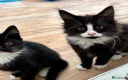 Maine Coon cats for sale: Black and white fluffy felix and coco - Image 5