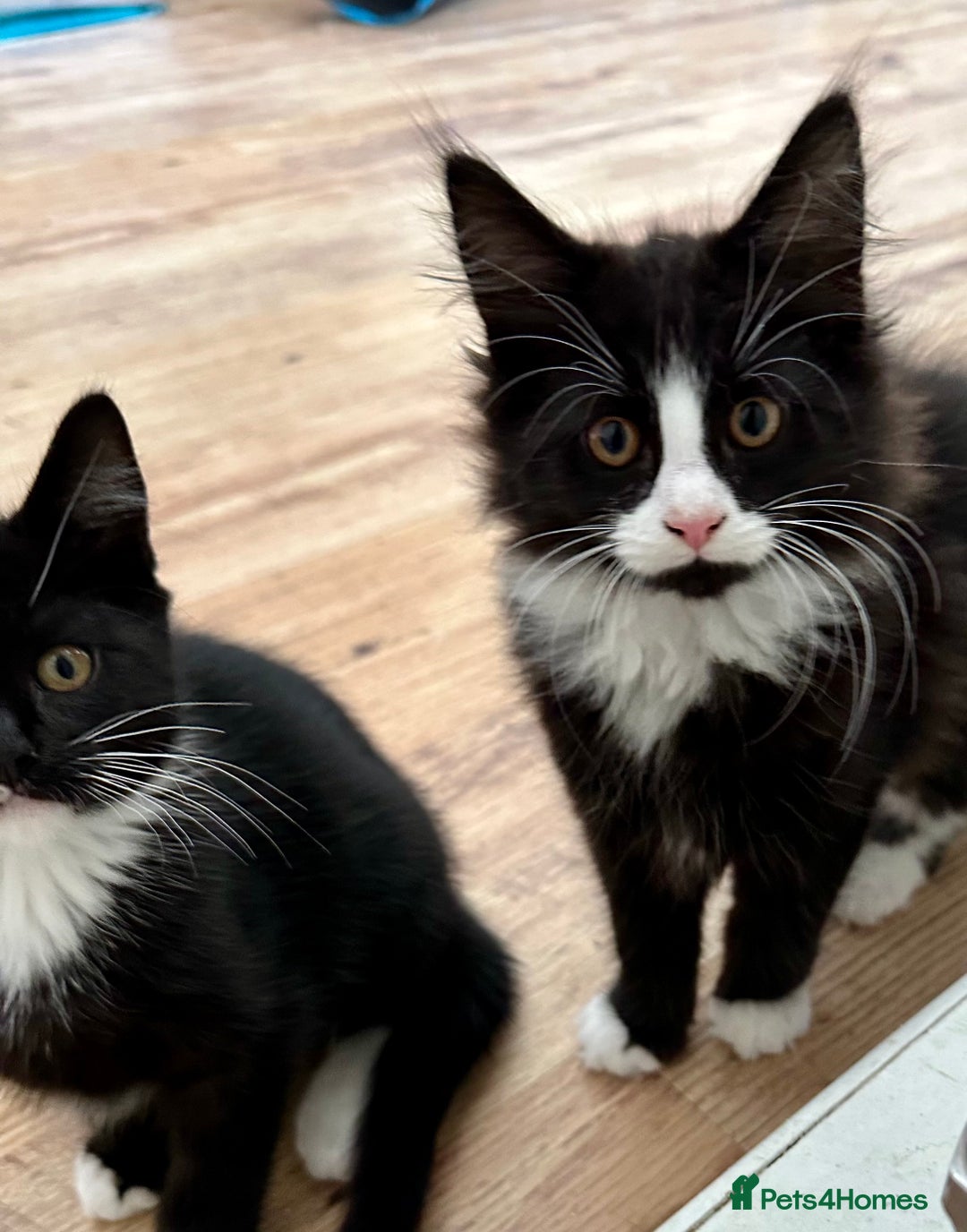 Maine Coon cats for sale: Black and white fluffy felix and coco - Image 5