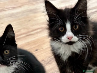 Maine Coon cats - Advert 10