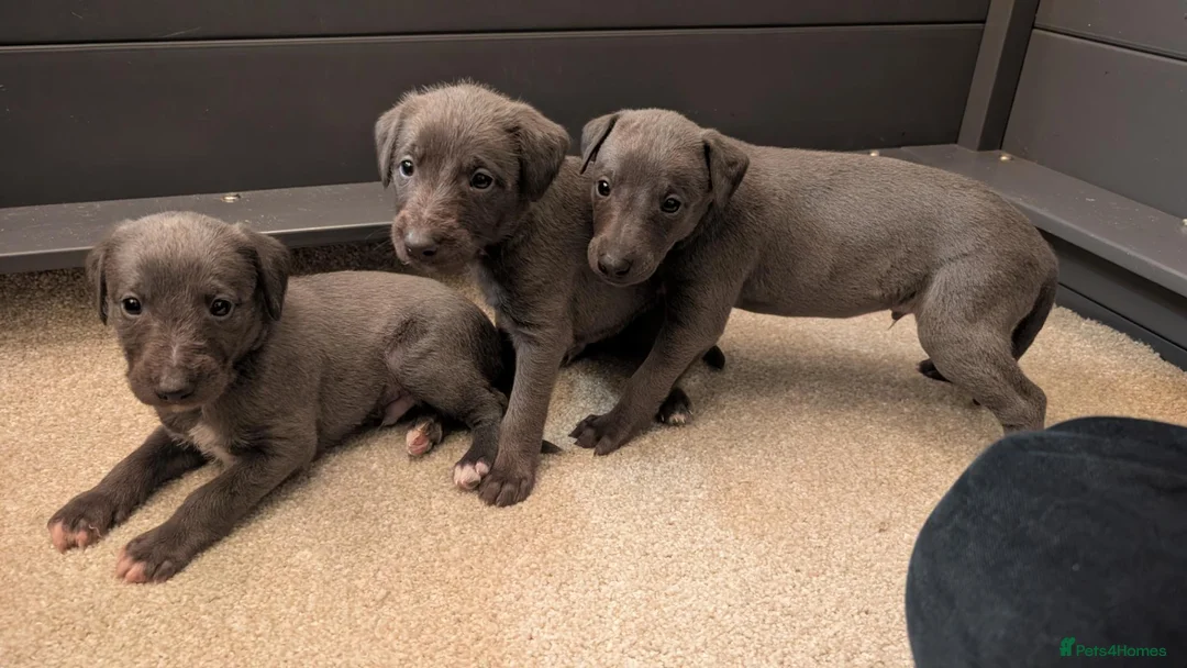 Mixed Breed dogs for sale: Bedlington Whippet puppies  - Advert 2