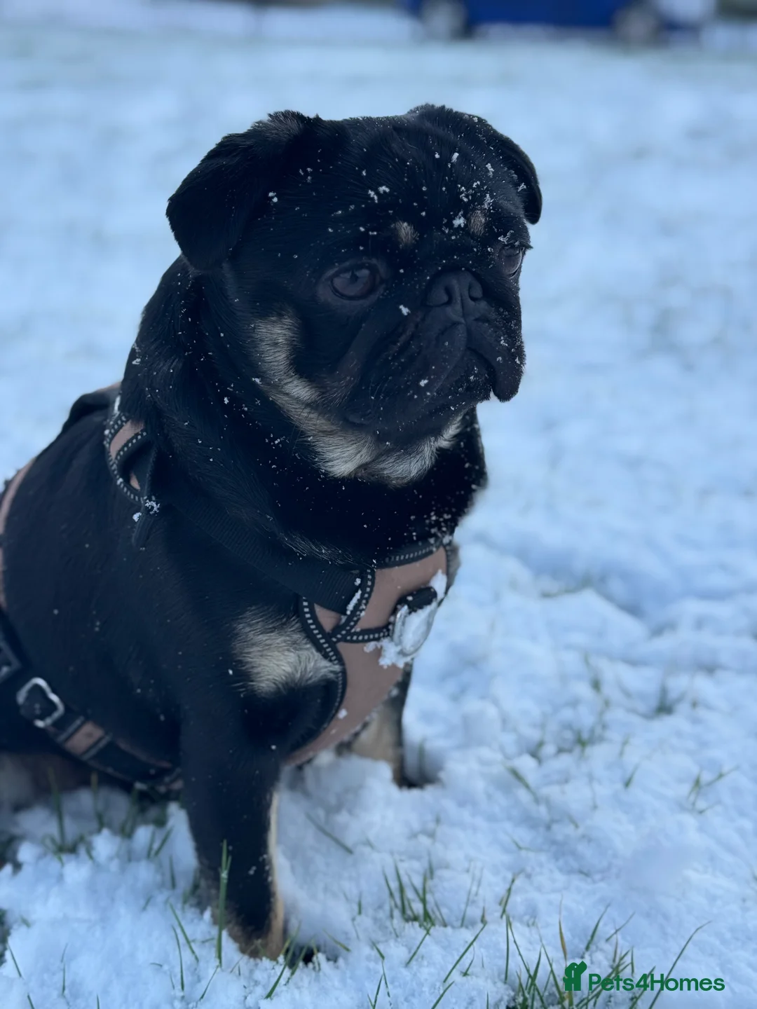 Pug dogs for stud: 🐶✨Quality Pug Stud Ready for the right match!✨🐶 - Advert 1