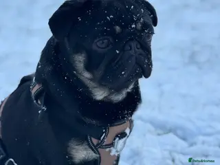 Pug dogs 🐶✨Quality Pug Stud Ready for the right match!✨🐶 - Advert 1