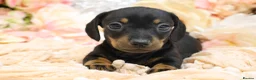 Miniature Dachshund dogs for sale: Miniature Dachshund Puppies - Advert 9