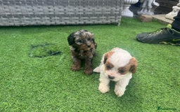 Cavapoo dogs for sale: F1 cavapoo puppies for sale - Image 10
