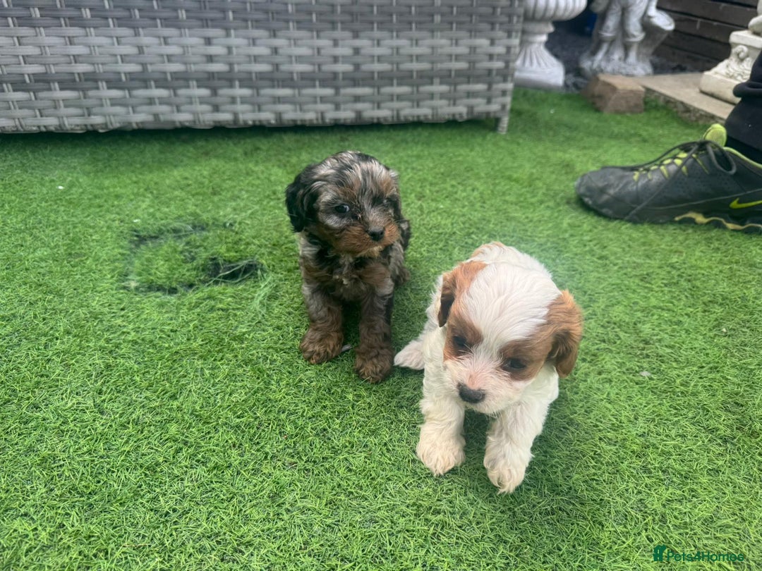 Cavapoo dogs for sale: F1 cavapoo puppies for sale - Image 10