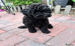 Toy Poodle dogs for sale: Adorable toy poodles, 1 boy left,  READY TO GO - Image 12