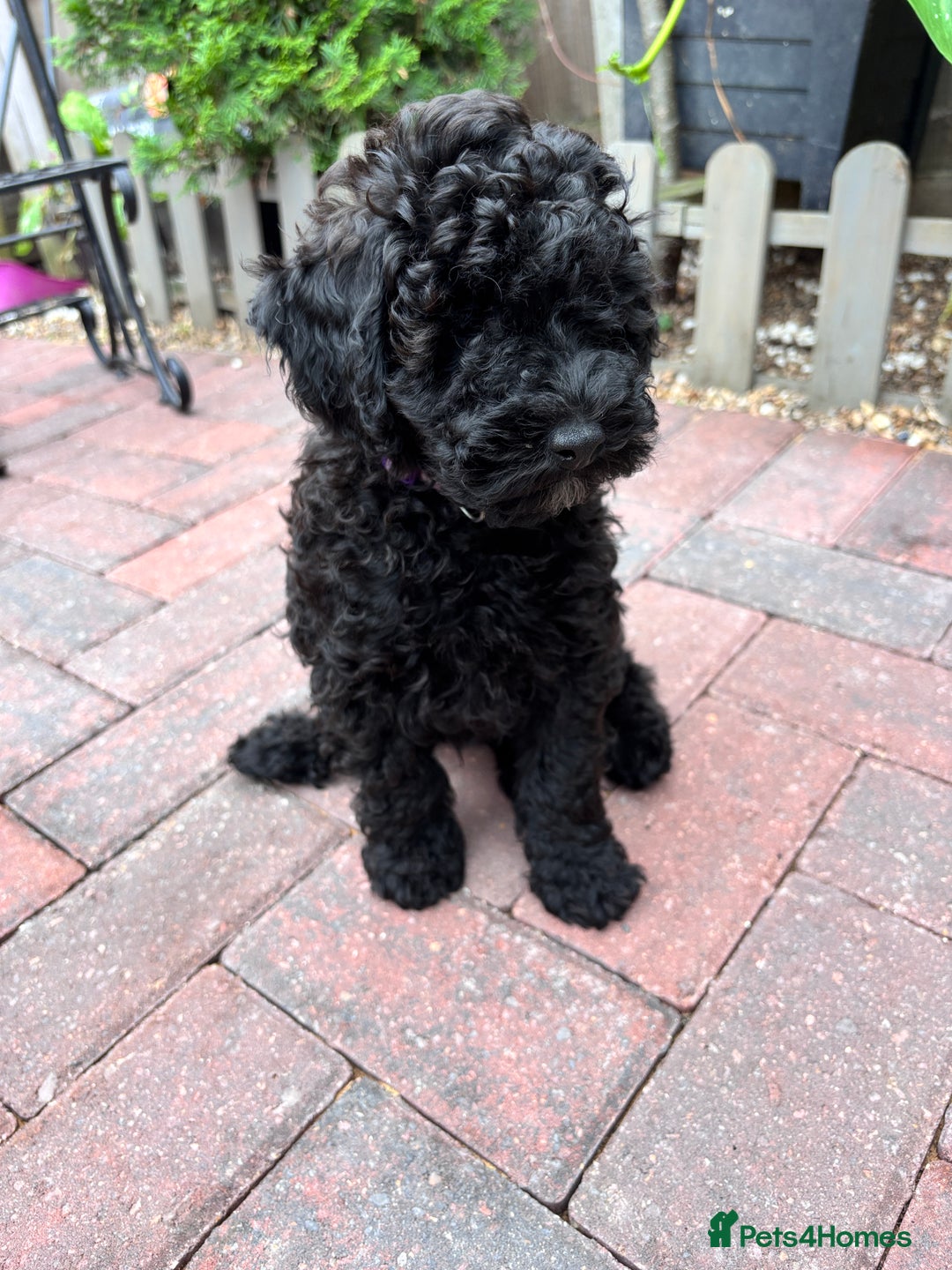 Toy Poodle dogs for sale: Adorable toy poodles, 1 boy left,  READY TO GO - Image 12