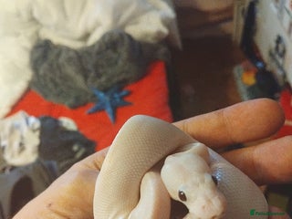 Python Snake reptiles 2x baby royal pythons - Advert 5