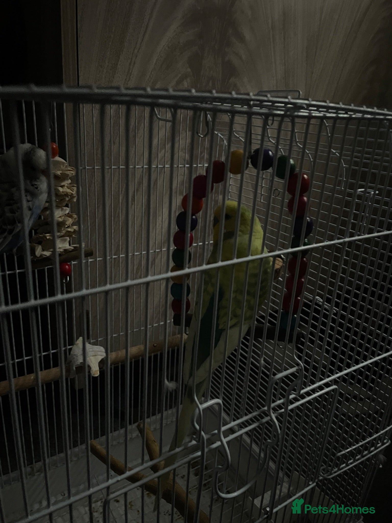Budgerigars birds 2 Budgies Male/Female with setup - Advert 1
