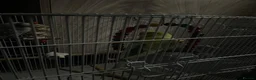 Budgerigars birds for sale: 2 Budgies Male/Female with setup - Advert 1