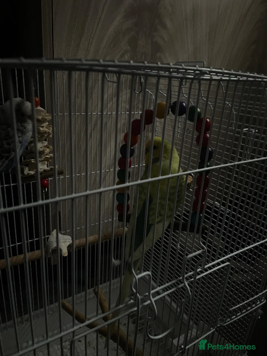 Budgerigars birds for sale: 2 Budgies Male/Female with setup - Advert 1