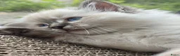 Ragdoll cats for sale: 💙🐾 2 Stunning TICA Ragdoll Boys 🐾💚 - Advert 26