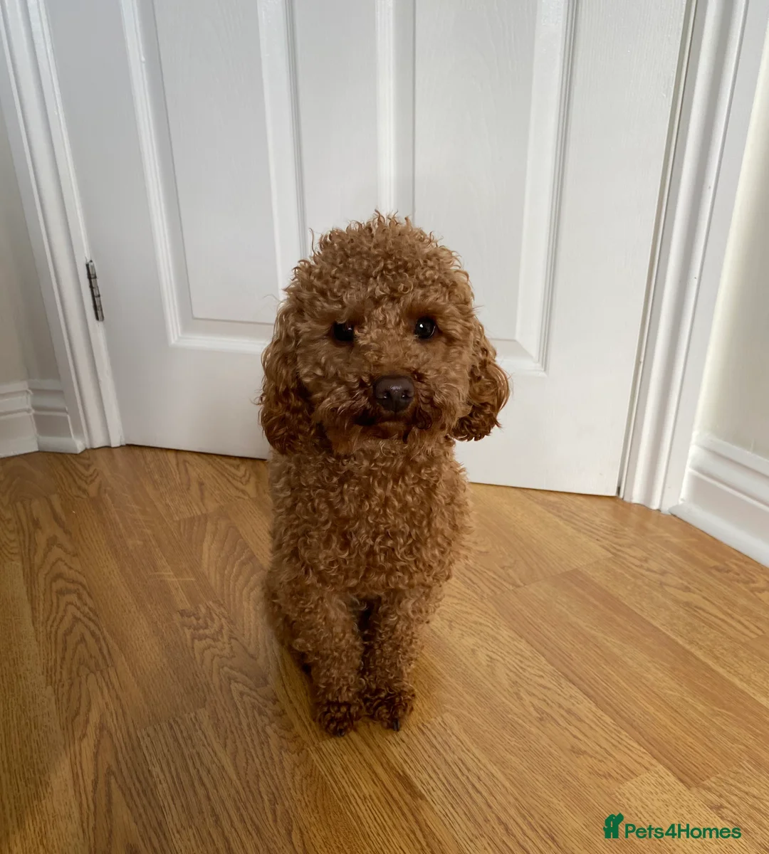 Toy Poodle dogs for stud: Toy Poodle Stud (Not for Sale) in Houghton le Spring - Advert 2