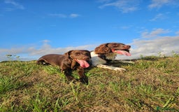 Springador dogs for sale: Two springador puppies - Image 20