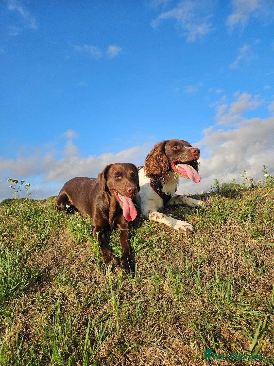 Springador dogs for sale: Two springador puppies - Image 20