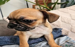 Frug dogs for sale: Frug puppies - Image 7