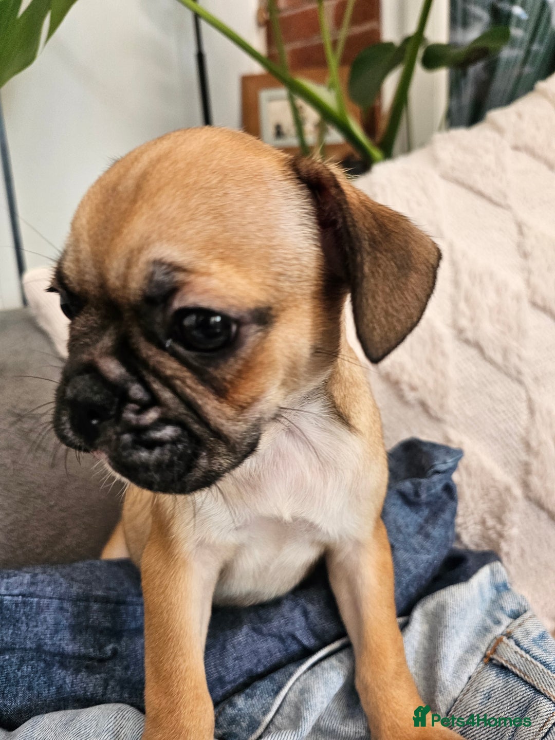 Frug dogs for sale: Frug puppies - Image 7