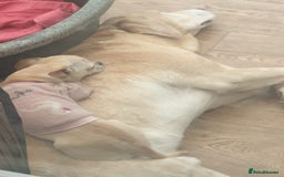 Chihuahua dogs for sale: Cream Chihuahua and pomeranian for sale - Image 12