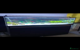 Plecos fish for sale: Watermelon Pleco  🍉 talking catfish and fish tank - Image 6