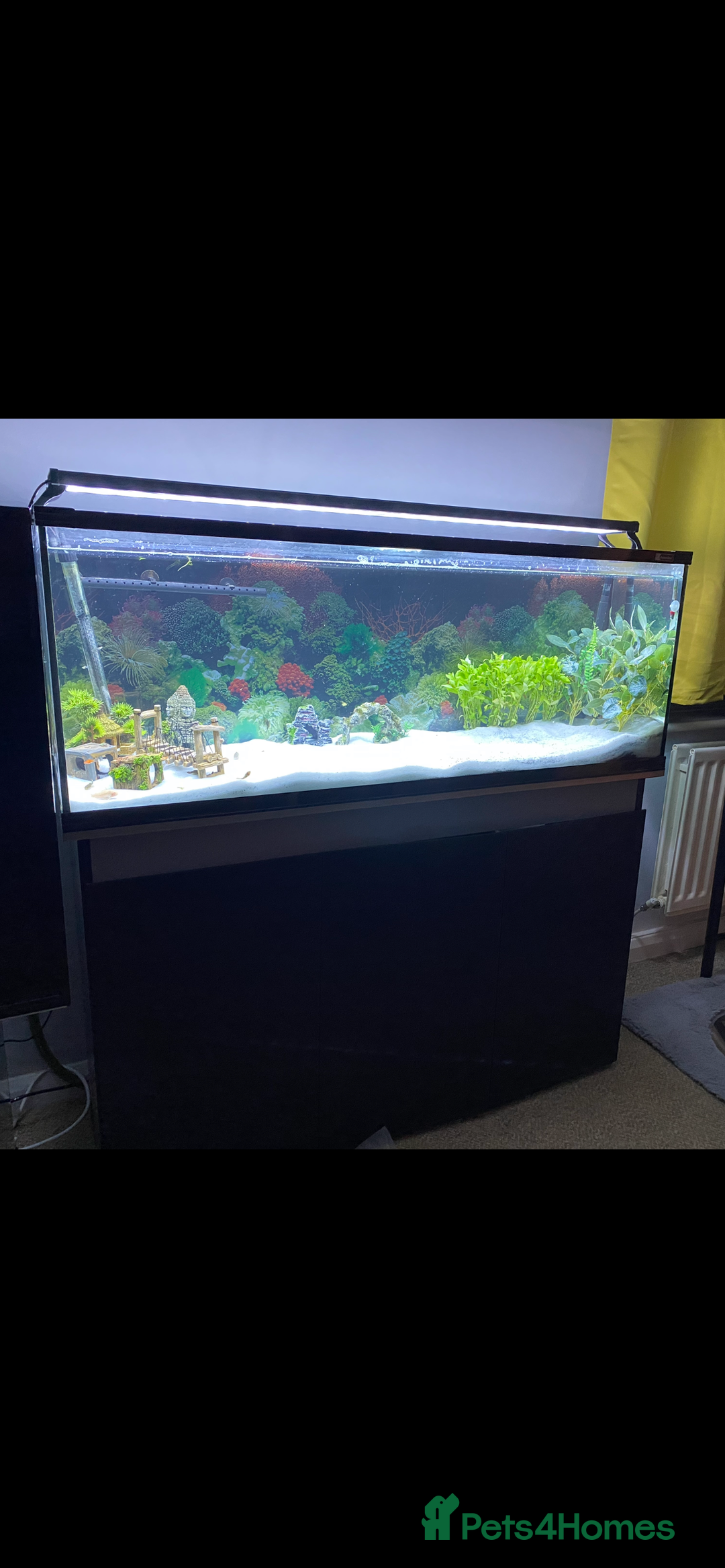Plecos fish for sale: Watermelon Pleco  🍉 talking catfish and fish tank - Image 6