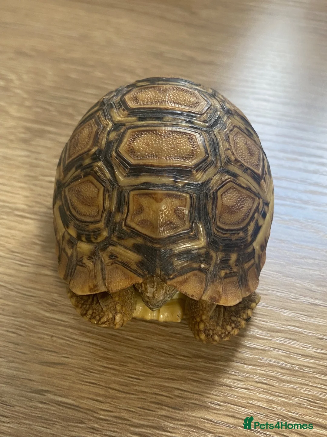 Tortoise reptiles for sale: Leopard Tortoise - Advert 2